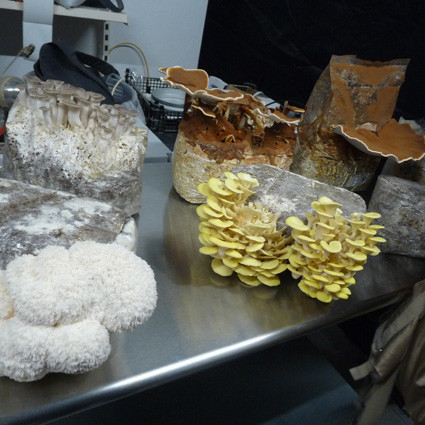 Krater-Pilze im Ries